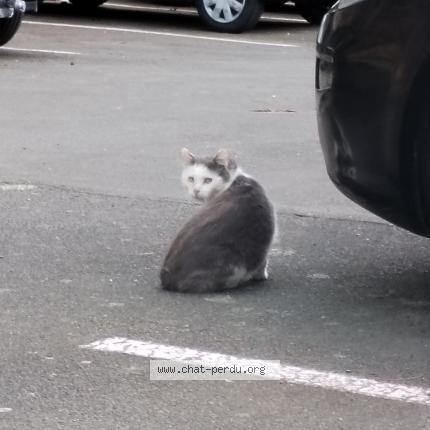 Photo 1/1 Found cat Found in Rennes