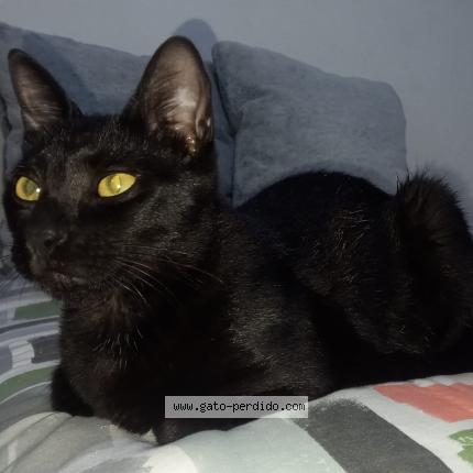 Photo 1/1 Found cat Found in Montevideo