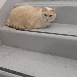 Picture of cat found at Longpont Sur Orge