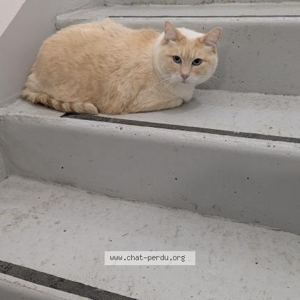 Photo 1/1 Found cat Found in Longpont sur orge
