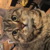 Picture of cat lost at Sessenheim