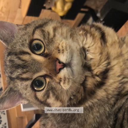 Photo 1/1 Chef Chat lost in Sessenheim