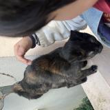 Picture of cat found at Paris