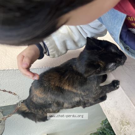 Photo 1/1 Found cat Found in Paris