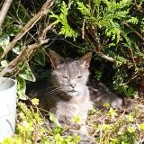 Picture of cat lost at Roscoff