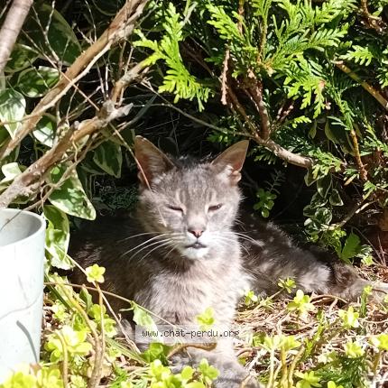 Photo 1/1 Mineth Chat lost in Roscoff