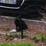 Picture of cat found at Mayenne