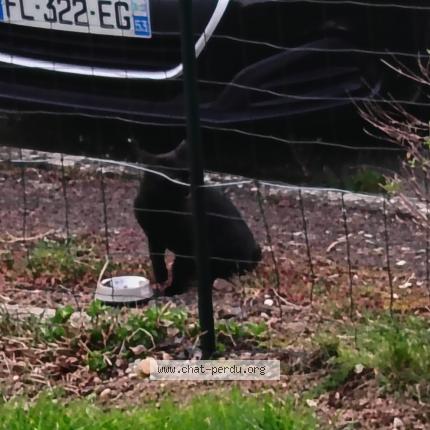 Photo 1/1 Found cat Found in Mayenne