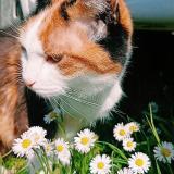 Picture of cat lost at Plevenon