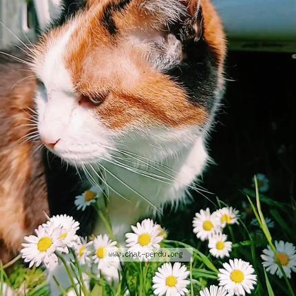 Photo 1/1 aidi Chat lost in Plevenon