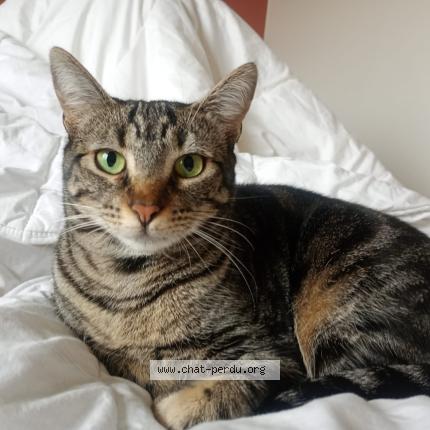 Photo 1/1 Mina Chat lost in Lyon