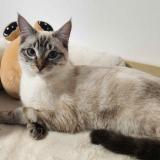 Picture of cat lost at Nantes