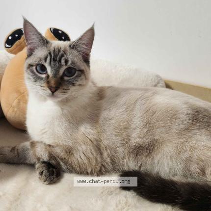 Photo 1/1 Yoshi Chat lost in Nantes