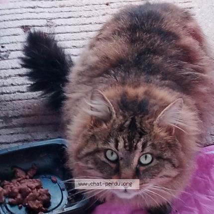 Photo 1/1 Found cat Found in St etienne du rouvray