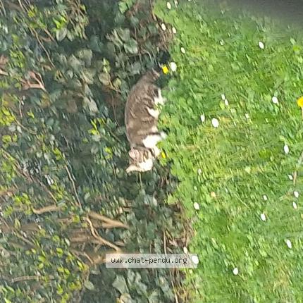 Photo 1/1 Found cat Found in Joinville le pont