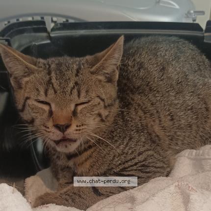 Photo 1/1 Found cat Found in Sannois