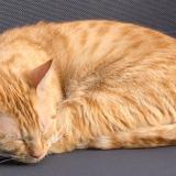 Picture of cat lost at Bordeaux