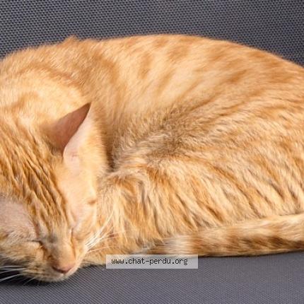 Photo 1/1 Vice Chat lost in Bordeaux