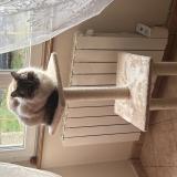 Picture of cat lost at Argouges