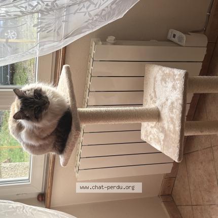 Photo 1/1 Blanchette Chat lost in Argouges