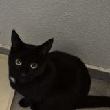 Picture of cat lost at Toulouse