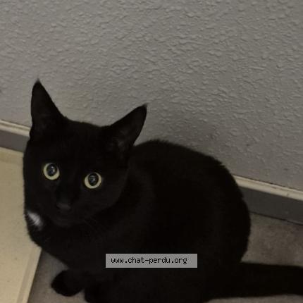 Photo 1/1 Tina Chat lost in Toulouse