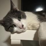 Picture of cat lost at Loos