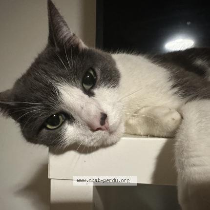 Photo 1/1 Sacha Chat lost in Loos