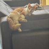 Picture of cat lost at Santiago