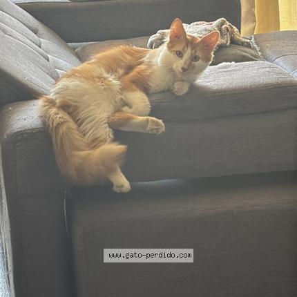 Photo 1/1 Wawoncito Chat lost in Santiago