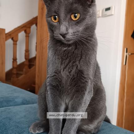 Photo 1/1 Maya Chat lost in Bains les bains