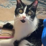 Picture of cat lost at Rochefort