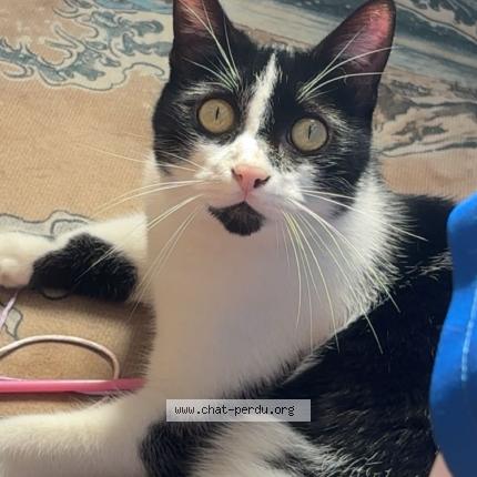 Photo 1/1 Kuma Chat lost in Rochefort