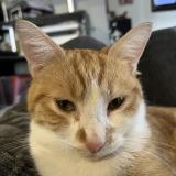 Picture of cat lost at Plauzat