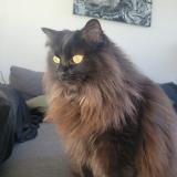 Picture of cat lost at Montreal