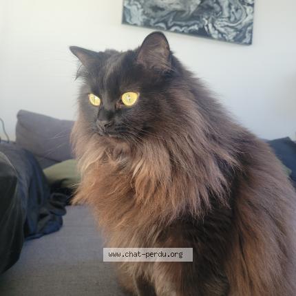 Photo 1/1 Kraken Chat lost in Montreal