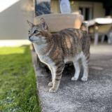 Picture of cat lost at Cherac