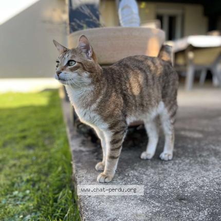 Photo 1/1 Raoul Chat lost in Cherac