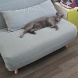 Picture of cat lost at Saint Germain En Laye