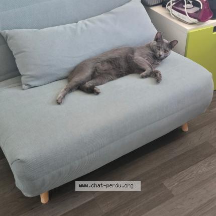 Photo 1/1 Mirou Chat lost in Saint germain en laye