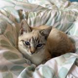 Picture of cat lost at Vezenobres