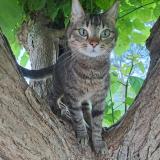 Picture of cat lost at Taillecavat