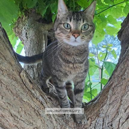 Photo 1/1 Louise Chat lost in Taillecavat