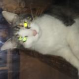 Picture of cat found at Cercoux