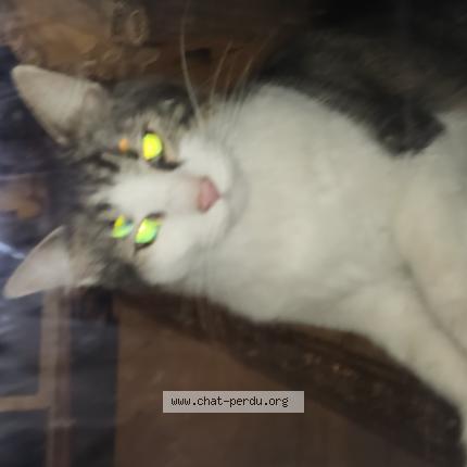 Photo 1/1 Found cat Found in Cercoux