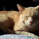 Picture of cat lost at Louvie Juzon