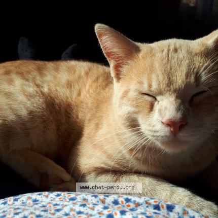 Photo 1/1 Kopi Chat lost in Louvie juzon