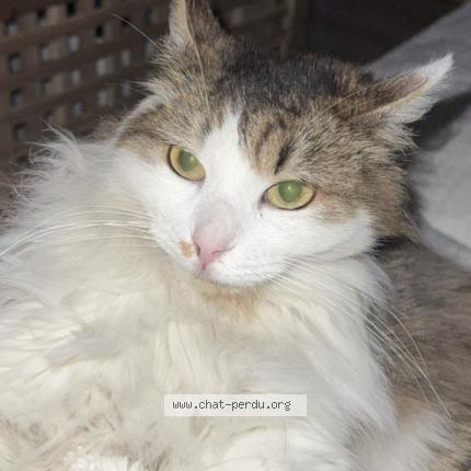 Photo 1/1 Bulma Chat lost in Vaulx en velin