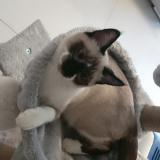 Picture of cat lost at Saint Gengoux De Scisse