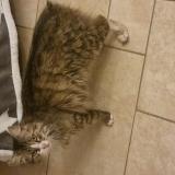 Picture of cat found at Cavignac